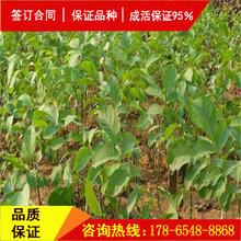 自产自销中核短枝核桃苗、中核短枝核桃苗厂家图片