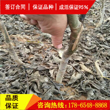 种植冠核1号核桃苗、冠核1号核桃苗种植基地图片