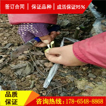 购买陇薄香2号核桃苗、陇薄香2号核桃苗种植基地图片