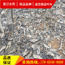 咨询清香核桃苗、清香核桃苗发源地图片