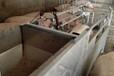 现代养猪场自动喂料系统-母猪精确饲喂系统