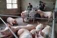韶关市热销母猪自动饲喂系统全自动母猪饲喂系统