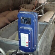 伊春母猪自动喂料系统自动输送系统猪自动喂料系统