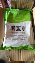 降温导致很多家蛋鸭掉蛋可老张家不减还增蛋图片