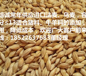 供应进口大麦，法麦，乌麦，澳麦，适合多种动物，食品原料，优质大麦，欢迎订购