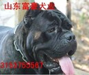 阜新卡斯罗犬多少钱图片