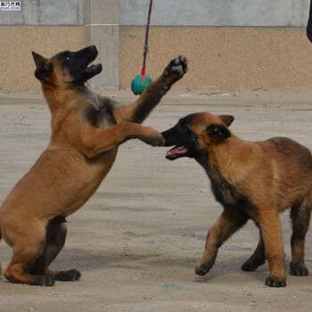 达州大型卡斯罗犬基地