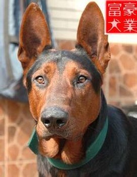 求购卡斯罗犬