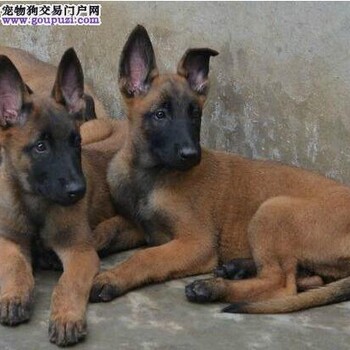 宜宾哪里出售卡斯罗犬