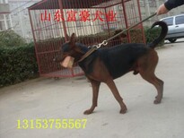 云南红河哈尼族彝族自治州3个月莱州红犬多少钱一只图片2