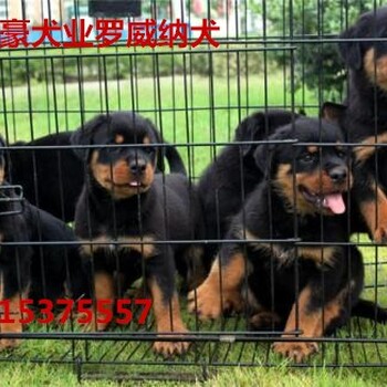 莱州红犬养殖技术