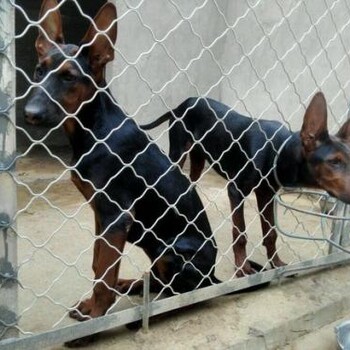 河北石家庄饲养莱州红犬