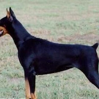 内蒙古自治区阿拉善盟想买只杜宾犬哪家有