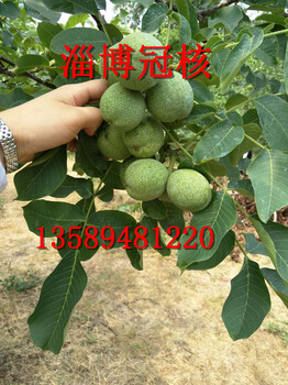 什么核桃樹品種好核桃樹品種什么樣的核桃樹好