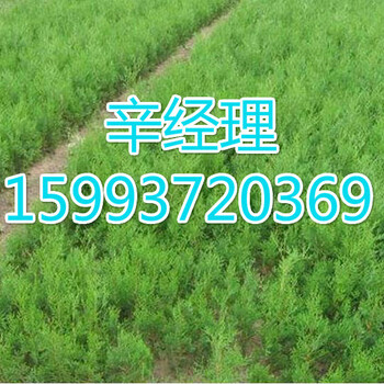 法桐價格2017報價,焦作3-9公分法桐種植基地