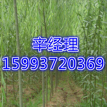 石榴樹苗基地報(bào)價(jià),焦作3-9公分石榴樹苗價(jià)格參考