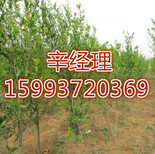菏泽市供应2公分核桃树基地在哪图片4