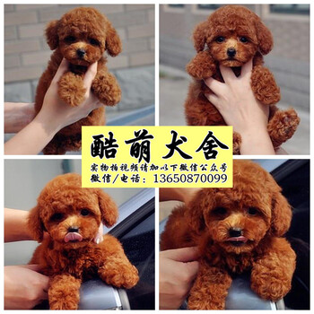 深圳哪里有卖纯种健康泰迪熊犬狗狗一只多少钱