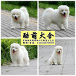 深圳哪里有卖纯种健康萨摩耶犬狗狗一只多少钱图片