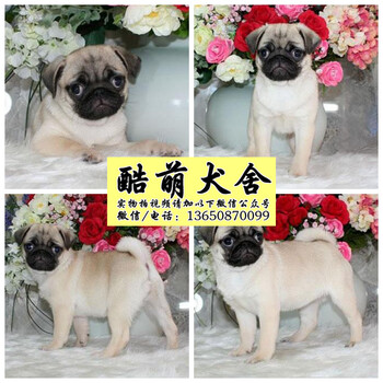 深圳哪里有出售纯种健康巴哥犬狗狗一只多少钱