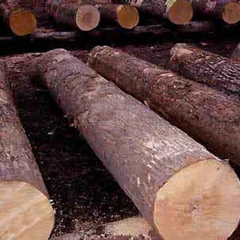 天津青岛港木材进口流程与方案