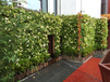西安高新区立体绿化植物墙设计与施工