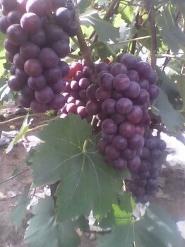 河北葡萄基地葡萄代办早熟葡萄