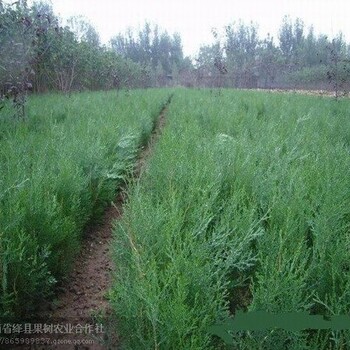 長(zhǎng)期供應(yīng)綠化小苗白皮松油松華山松側(cè)柏