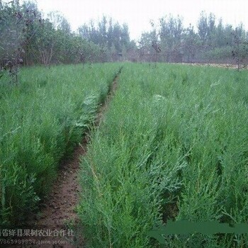 长期供应绿化小苗白皮松油松华山松侧柏