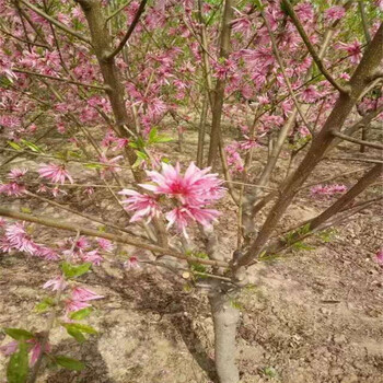 供應(yīng)菊花碧桃浙江菊花碧桃6-8公分浙江總代理，菊花碧桃產(chǎn)地