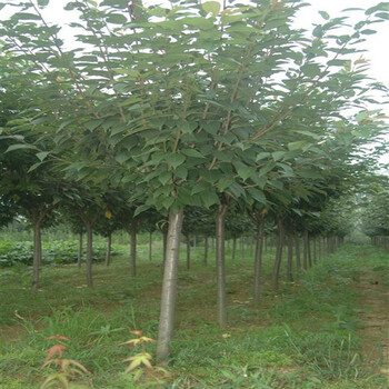 厂家急售3公分晚樱樱花苗价格樱花苗花色