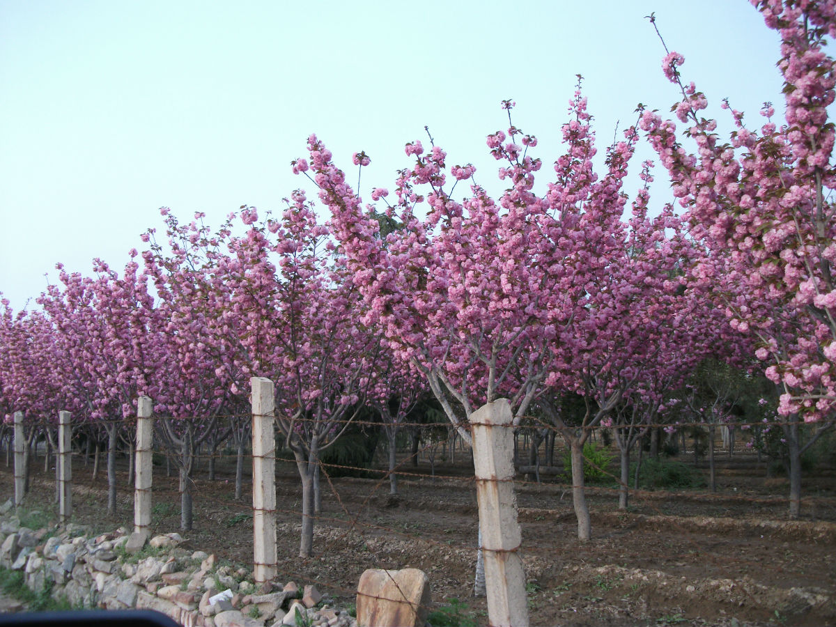 大量出售1-15公分樱花树苗培育基地 樱花苗花色