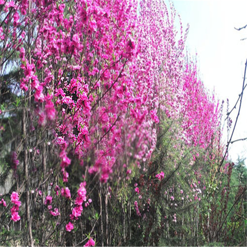 供應(yīng)紅葉碧桃小苗價格