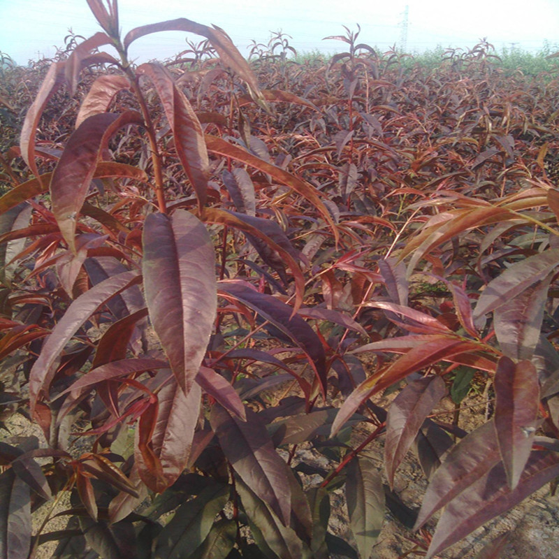供應(yīng)紅葉碧桃小苗價格