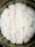 毛霉的包囊孢子腐乳毛霉菌种毛豆腐菌种霉豆腐菌种图片5