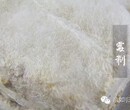 毛霉价格腐乳毛霉菌种毛霉菌粉图片