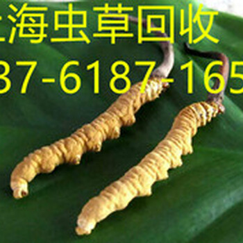 上海卢湾回收冬虫夏草卢湾回收虫草价格
