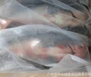 上海進口越南巴沙魚清關報關需要什么手續上海進口越南巴沙魚清關報關需要什么手續圖片