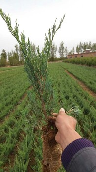 批發(fā)30沙地柏供應(yīng)陜西40爬地柏銷售陜西榆林50鋪地柏銷售