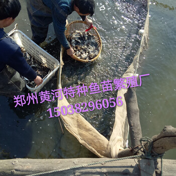 河南魚苗八胡鯰魚苗草魚苗鯉魚苗鰱魚苗大量批發(fā)