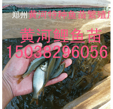 河南郑州黄河特种鱼苗大量供应鱼苗水花鱼苗夏花鱼苗寸片欢迎订购