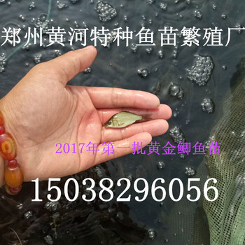 河南郑州大黄河鱼苗场供应黄金鲫鱼苗鲤鱼苗草鱼苗鲶鱼苗