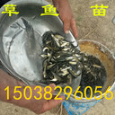 魚苗魚苗批發(fā)魚苗孵化基地每天發(fā)布魚苗信息價(jià)格河南鄭州魚苗供應(yīng)