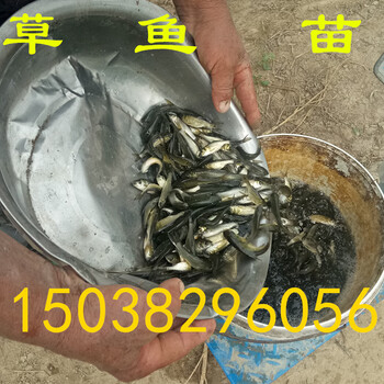 郑州黄河滩水产良种场大量批量供应草鱼苗鲤鱼苗鲢鱼苗鲶鱼苗