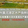 河南鄭州黃河漁場(chǎng)草魚(yú)苗鯉魚(yú)苗傳授幾個(gè)好養(yǎng)殖方法參考技術(shù)經(jīng)驗(yàn)