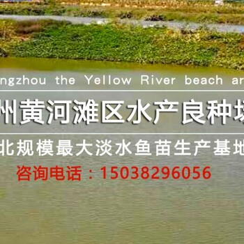 河南郑州黄河渔场草鱼苗鲤鱼苗传授几个好养殖方法参考技术经验