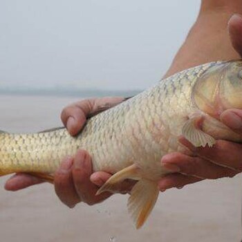 河南黄河特种鱼苗繁殖厂培育黄河鲤鱼苗为啥在全国都有名？