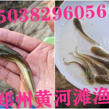 河南四大家鱼苗基地郑州黄河滩区特种鱼苗繁殖厂大量供应鱼苗