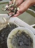 河南花鰱魚(yú)苗白鰱魚(yú)苗常年供應(yīng)白鰱魚(yú)苗鳙魚(yú)苗批發(fā)