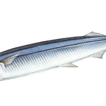 三文魚進口需要準備哪些必要的材料和清關(guān)流程
